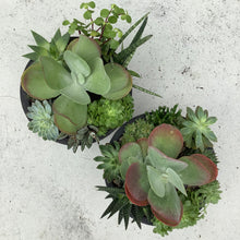 Load image into Gallery viewer, The Flap Jack Succulent Bowl
