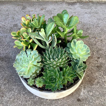 Load image into Gallery viewer, Lush Succulent Planter
