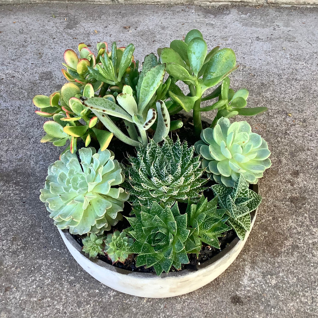 Lush Succulent Planter