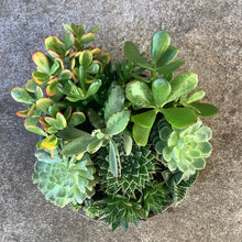 Load image into Gallery viewer, Lush Succulent Planter
