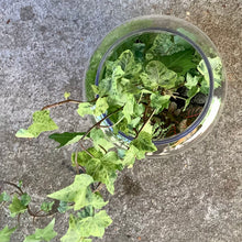 Load image into Gallery viewer, Tall Glass Terrarium with Fittonias, Ferns &amp; Ivy
