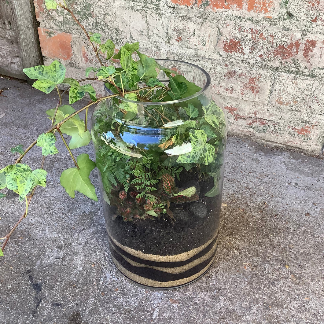 Tall Glass Terrarium with Fittonias, Ferns & Ivy