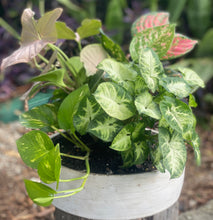 Load image into Gallery viewer, Stunning Syngonium Planter
