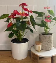 Load image into Gallery viewer, Anthurium &quot;Love heart&quot; Plant in a ceramic Pot LARGE
