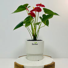 Load image into Gallery viewer, Anthurium &quot;Love heart&quot; Plant in a ceramic Pot LARGE
