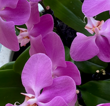 Load image into Gallery viewer, 3 Magnificent Potted Orchid Bowl
