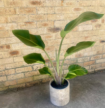 Load image into Gallery viewer, Bird of Paradise, Strelitzia Nicolai in a Large Outdoor Pot
