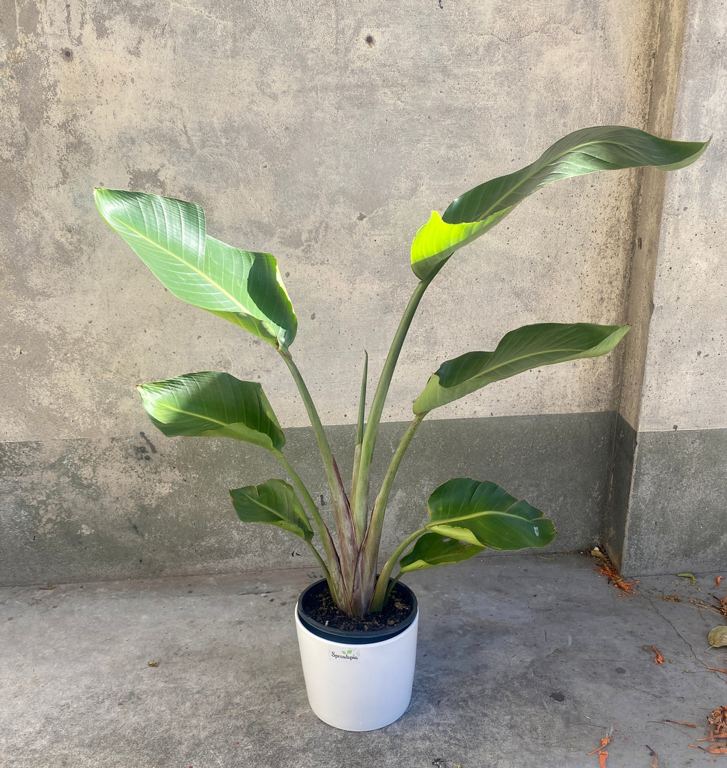 Bird of Paradise, Strelitzia Nicolai in a Large Outdoor Pot