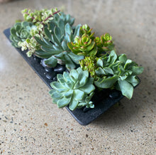 Load image into Gallery viewer, Succulent Box Packed full of Goodies!
