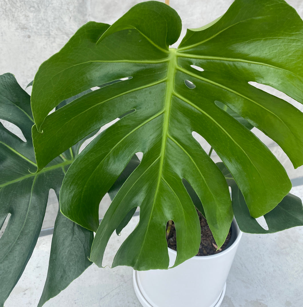 Monstera Deliciosa in Gorgeous Planter