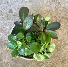 Load image into Gallery viewer, Peperomia Mixed Planter
