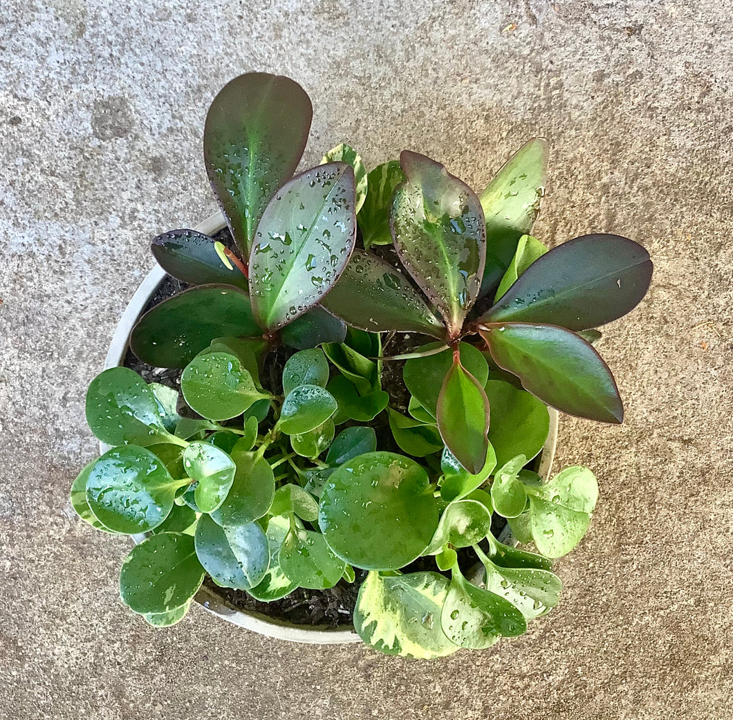 Peperomia Mixed Planter