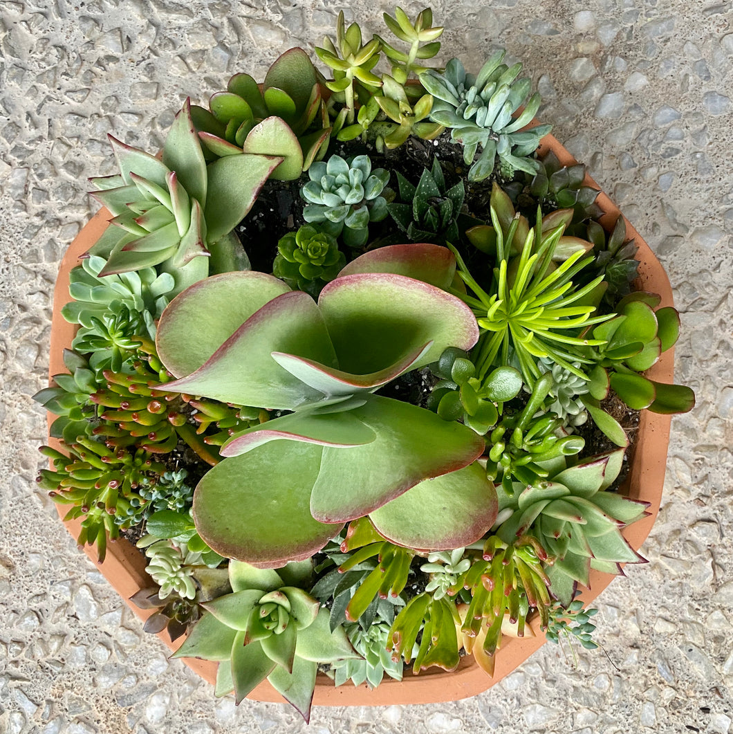 Rustic Terracotta Succulent Planter