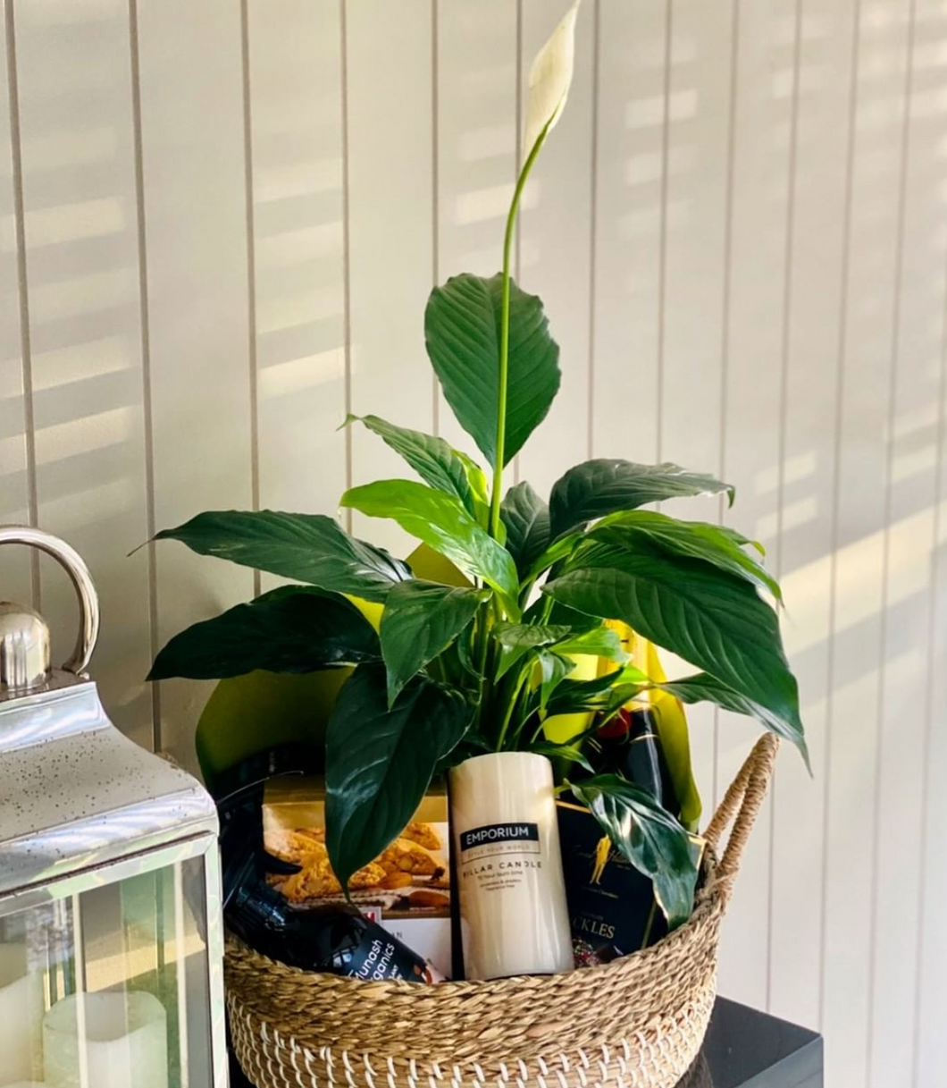 Deluxe Seagrass Planter Gift Hamper