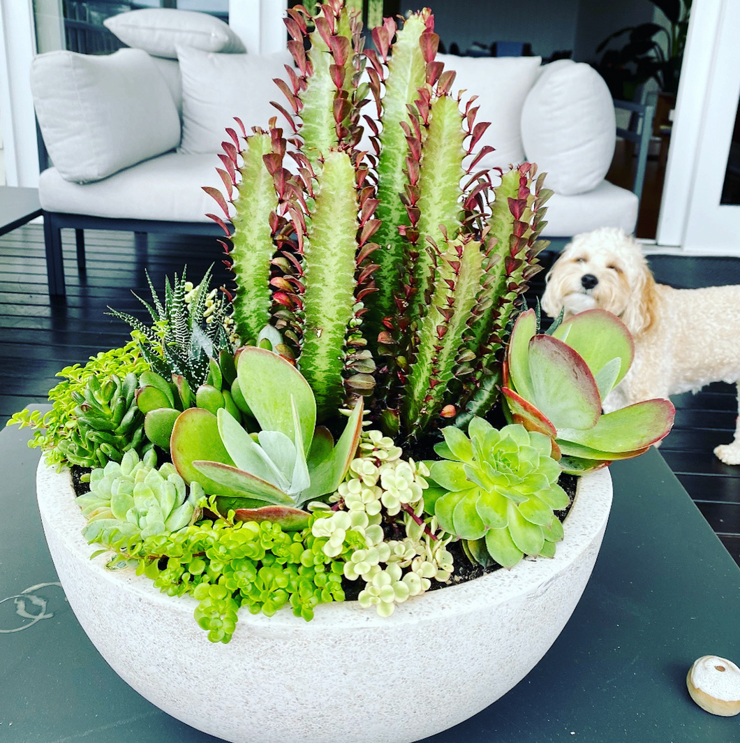 Euphorbia & Succulent Bowl