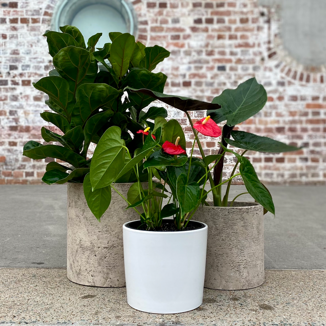 Ficus Lyrata ‘Fiddle Leaf Fig’ in a Ceramic Pot