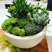 Load image into Gallery viewer, Ben Badis Succulent Bowl
