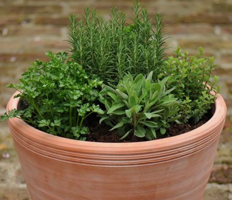 The 4 Herb Bowl (28cm diameter)