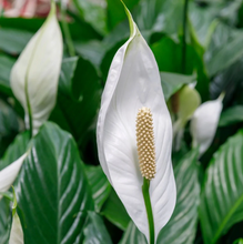 Load image into Gallery viewer, Sympathy - Peace Lily, Indoor Plant &amp; Ceramic Pot
