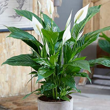 Load image into Gallery viewer, Sympathy - Peace Lily, Indoor Plant &amp; Ceramic Pot
