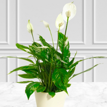 Load image into Gallery viewer, Sympathy - Peace Lily, Indoor Plant &amp; Ceramic Pot
