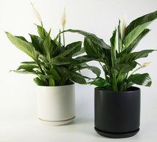 Load image into Gallery viewer, Sympathy - Peace Lily, Indoor Plant &amp; Ceramic Pot
