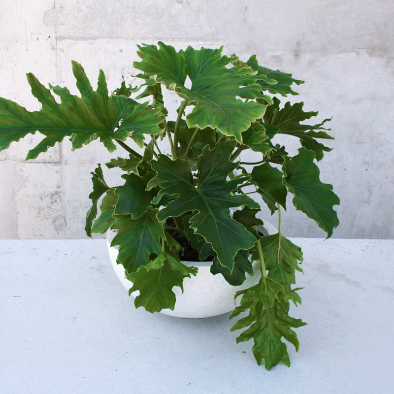 Beautiful Philodendron Hope in a lightweight Matte Bowl