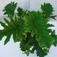 Load image into Gallery viewer, Beautiful Philodendron Hope in a lightweight Matte Bowl
