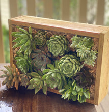 Load image into Gallery viewer, Succulent Box - Echeveria &quot;Roses&quot;
