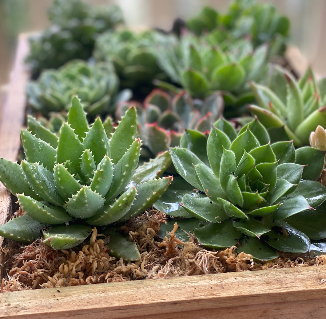 Succulent Box - Echeveria 