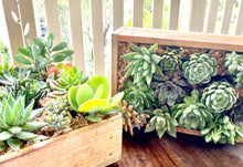 Load image into Gallery viewer, Succulent Box - Echeveria &quot;Roses&quot;
