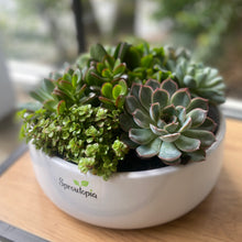 Load image into Gallery viewer, Lush Succulent Planter
