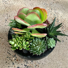 Load image into Gallery viewer, The Flap Jack Succulent Bowl
