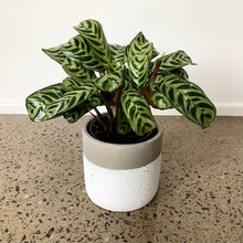 Load image into Gallery viewer, Ctananthe “Burle Marxii” in a Stylish Pot
