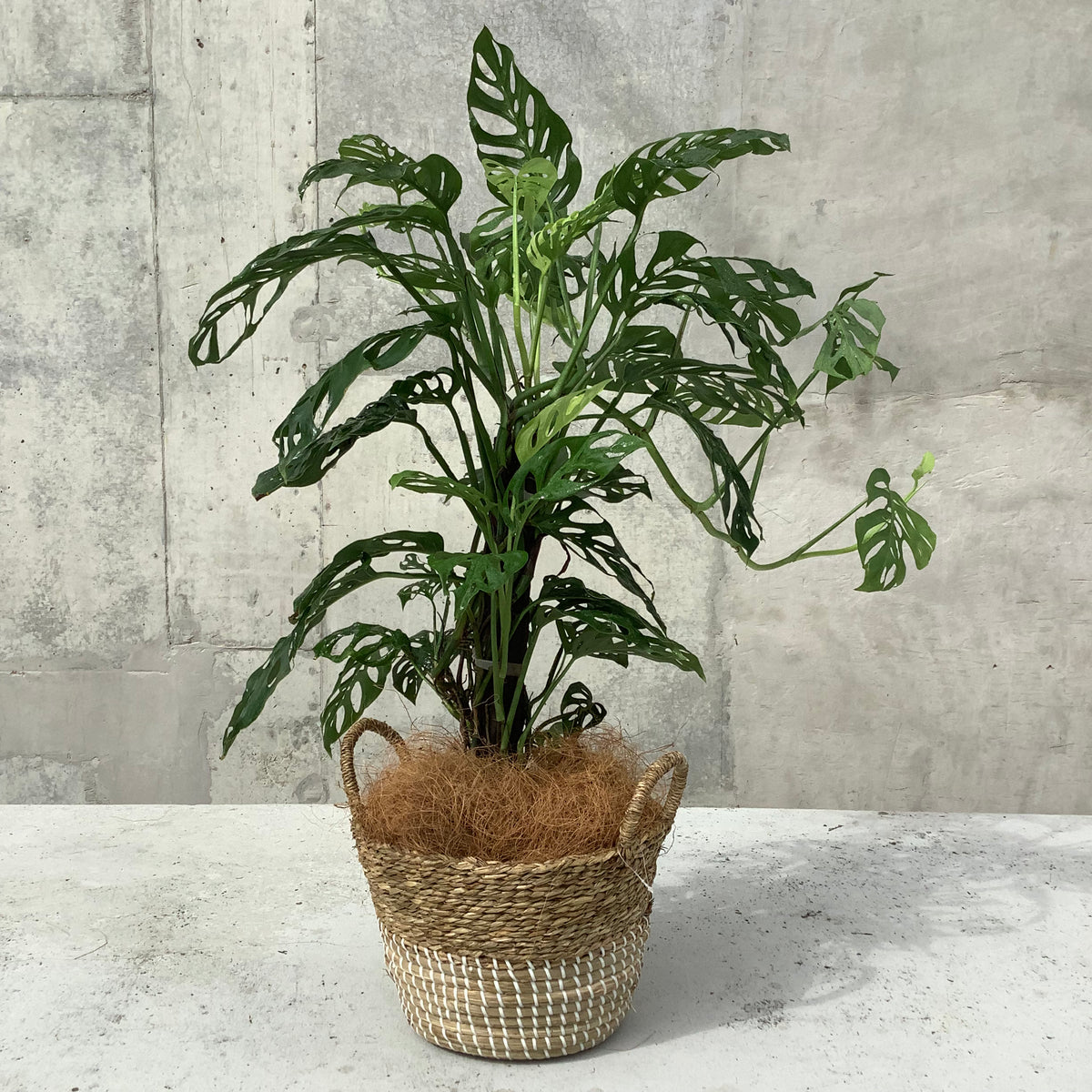 Monstera Adansonii in a Seagrass Basket or Planter – Sproutopia