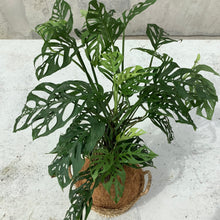 Load image into Gallery viewer, Monstera Adansonii in a Seagrass Basket or Planter
