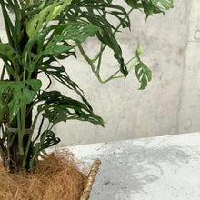 Load image into Gallery viewer, Monstera Adansonii in a Seagrass Basket or Planter

