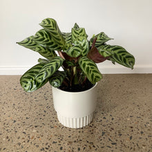 Load image into Gallery viewer, Ctananthe “Burle Marxii” in a Stylish Pot
