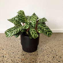 Load image into Gallery viewer, Ctananthe “Burle Marxii” in a Stylish Pot
