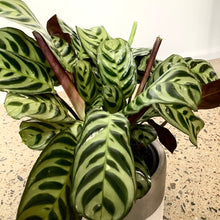 Load image into Gallery viewer, Ctananthe “Burle Marxii” in a Stylish Pot
