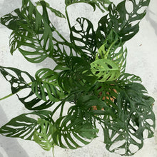 Load image into Gallery viewer, Monstera Adansonii in a Seagrass Basket or Planter
