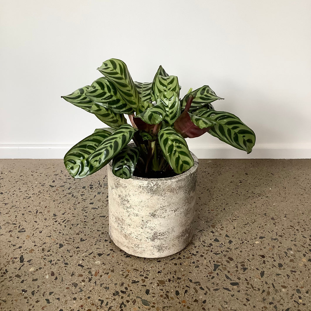 Ctananthe “Burle Marxii” in a Stylish Pot